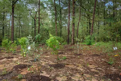 Tbd Saratoga Woods Drive, Montgomery, TX 77316 - Photo 7