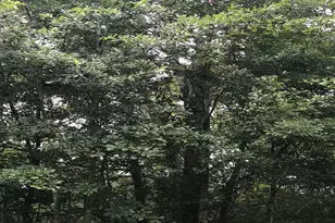 26150 Grand Pines Rd, Magnolia, TX 77355 - Photo 11