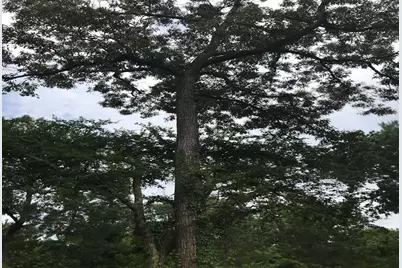 26150 Grand Pines Road, Magnolia, TX 77355 - Photo 9