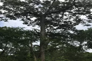 26150 Grand Pines Rd, Magnolia, TX 77355 - Photo 9