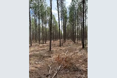 Tract 1 Lloyd Walker Road, Huntington, TX 75949 - Photo 5