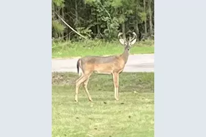 142 Hounds Chase Drive, Trinity, TX 75862 - Photo 31