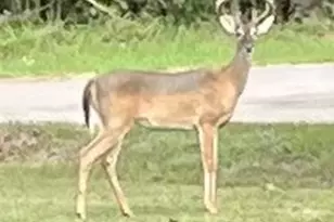 142 Hounds Chase Dr, Trinity, TX 75862 - Photo 31