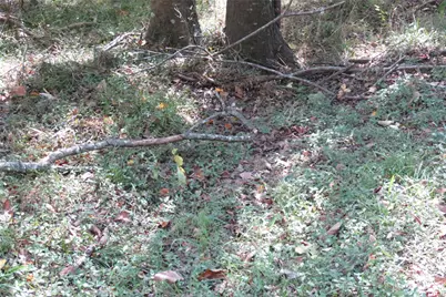 10.24 Acres Townley Ranch Road, Dodge, TX 77334 - Photo 15