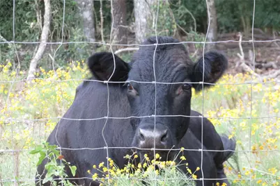 10.24 Acres Townley Ranch Road, Dodge, TX 77334 - Photo 21