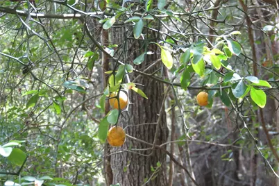 10.24 Acres Townley Ranch Road, Dodge, TX 77334 - Photo 9