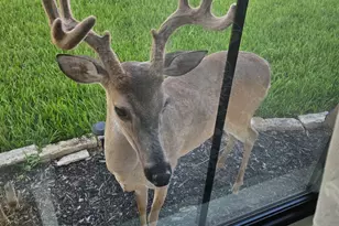 2701 Bluebonnet Blvd, Brenham, TX 77833 - Photo 39