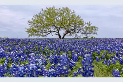 000 Lot 27 Winding Branch Lane, Chappell Hill, TX 77426 - Photo 17