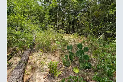 Tbd County Road 3145, Colmesneil, TX 75938 - Photo 13