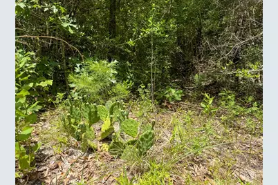 Tbd County Road 3145, Colmesneil, TX 75938 - Photo 45