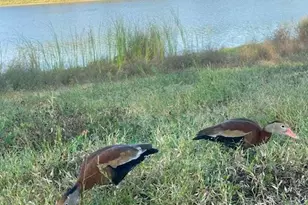 1532 Silverpines Rd, Houston, TX 77062 - Photo 17