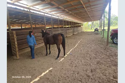 4915 W Fm 1462, Rosharon, TX 77583 - Photo 7