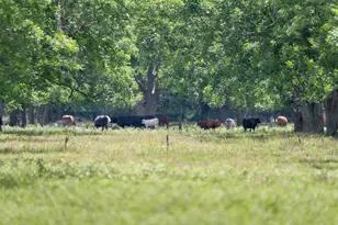 2640 Co Rd 107, Boling, TX 77420 - Photo 1