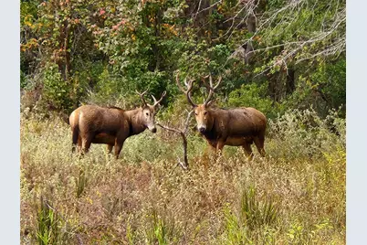 0 Eland Trail, LaRue, TX 75770 - Photo 49