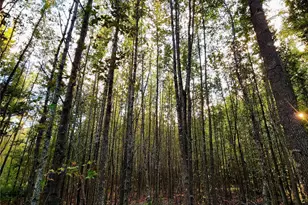 0 Eland Trail, LaRue, TX 75770 - Photo 13