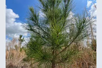 0 County Road 37, Jasper, TX 75951 - Photo 27