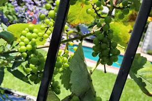 13502 Cypress Ln, Cypress, TX 77429 - Photo 41