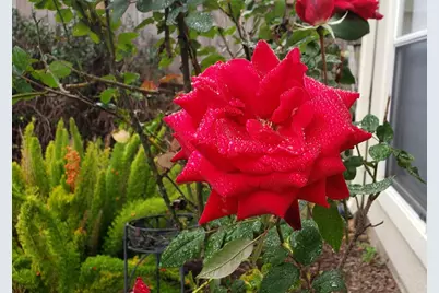 1523 Ashbury Park Drive, Houston, TX 77077 - Photo 25