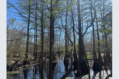 Tbd County Road 3930, Colmesneil, TX 75938 - Photo 5