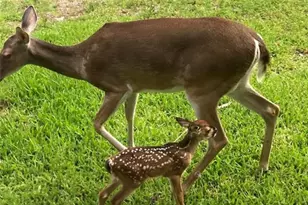 21210 Papoose, Crosby, TX 77532 - Photo 33