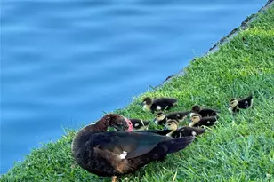 9408 Sundown Dr, Pearland, TX 77584 - Photo 45