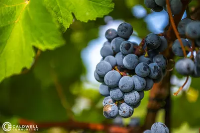 14233 Juniper Breeze Court, Willis, TX 77318 - Photo 45