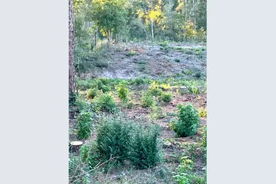 000 Highway 59 North Lane, Moscow, TX 75960 - Photo 5