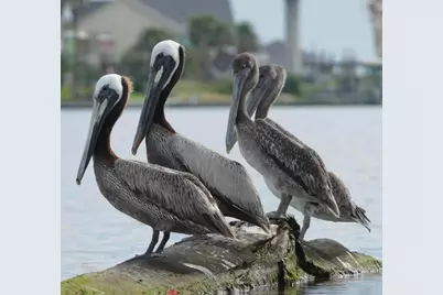 568 County Road 616, Sargent, TX 77414 - Photo 17