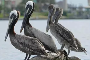 568 County Road 616, Sargent, TX 77414 - Photo 17