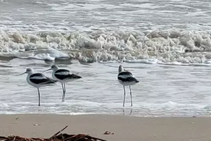 954 Eastview, Port Bolivar, TX 77650 - Photo 31