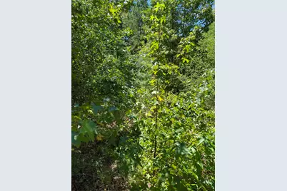 0 County Road 1655, Grapeland, TX 75835 - Photo 5