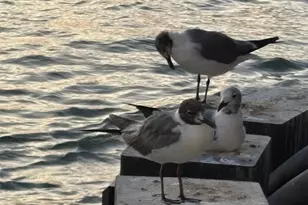 1211 W Canal, Crystal Beach, TX 77650 - Photo 41