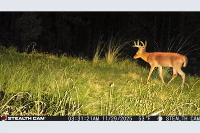 0 0 Private Rd Behind Airport, Woodville, TX 75979 - Photo 19