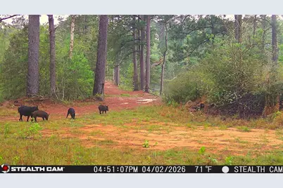 0 0 Private Rd Behind Airport, Woodville, TX 75979 - Photo 39