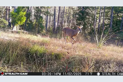 0 0 Private Rd Behind Airport, Woodville, TX 75979 - Photo 25