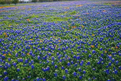 2258 County Road 316, Navasota, TX 77868 - Photo 29