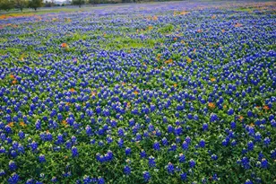 2258 County Rd 316, Navasota, TX 77868 - Photo 29