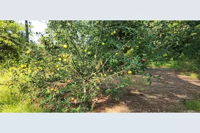 5680 State Highway 43 S, Jefferson, TX 75657 - Photo 11