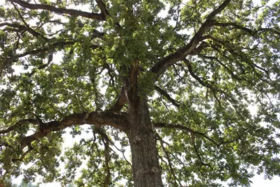 14040 Fm 1484 Road, Conroe, TX 77303 - Photo 47