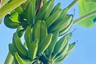 794 Marlin St, Bayou Vista, TX 77563 - Photo 35