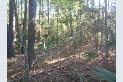 Tbd Palmetto, Magnolia, TX 77356 - Photo 3