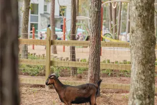 11531 Dosey Doe Dr, Montgomery, TX 77316 - Photo 39