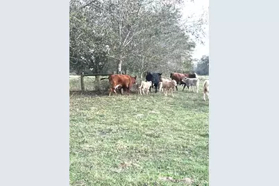 28 Acres Shaws Bend Road, Columbus, TX 78934 - Photo 7