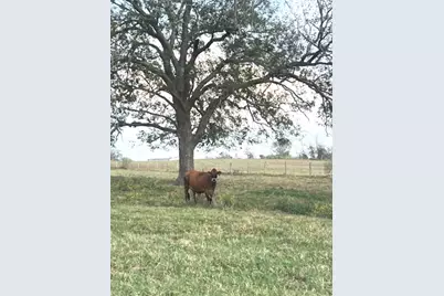 28 Acres Shaws Bend Road, Columbus, TX 78934 - Photo 5
