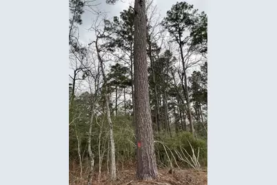 [Address not provided], Colmesneil, TX 75938 - Photo 9