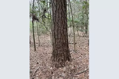 [Address not provided], Colmesneil, TX 75938 - Photo 21