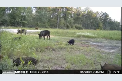 700 Pr 8160, Lovelady, TX 75851 - Photo 27