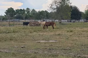 36847 Richard Frey 2-2 Rd, Hempstead, TX 77445 - Photo 15