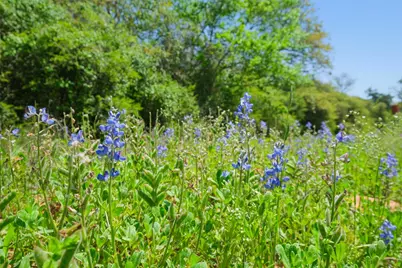 24718 Squirrel Road, New Ulm, TX 78950 - Photo 11