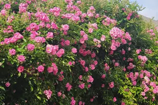 18406 Hilltop Climb Dr, Hockley, TX 77447 - Photo 31